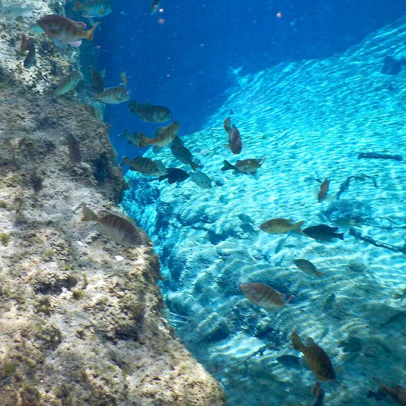 A school of fish just below the surface of Sherlock Spring.